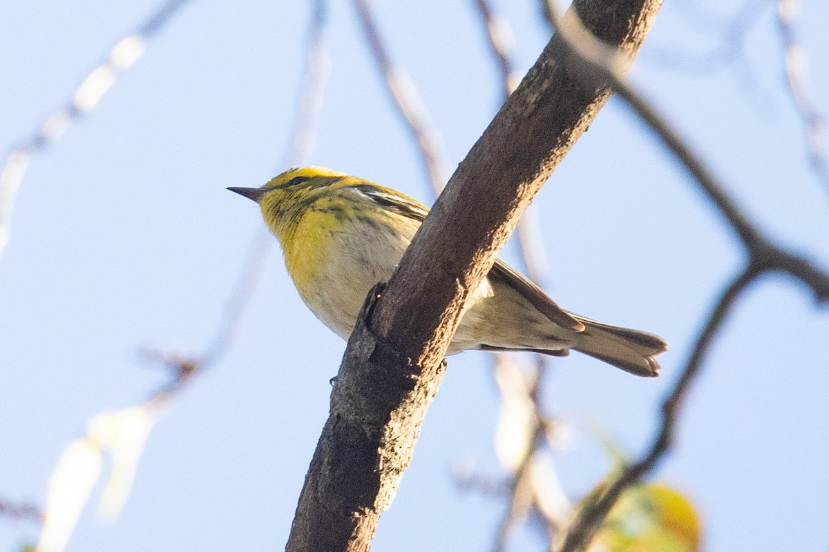 Townsend's Warbler - ML645748200