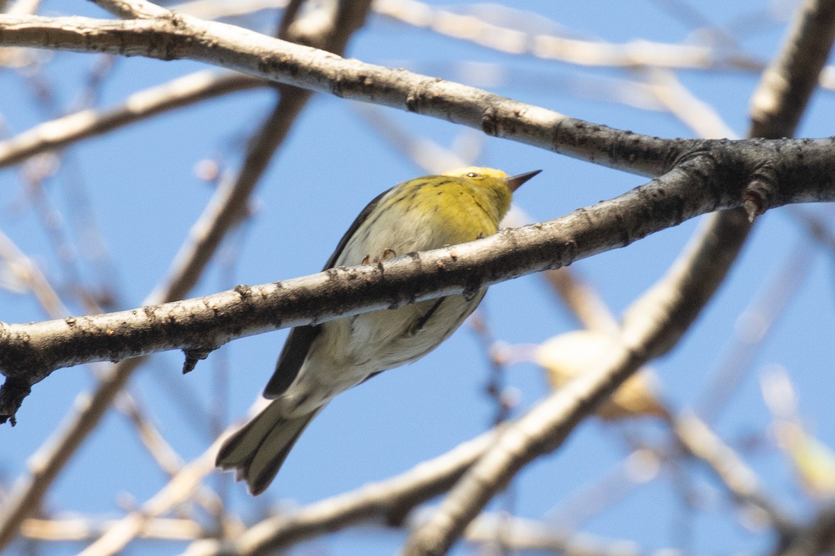 Townsend's Warbler - ML645748201