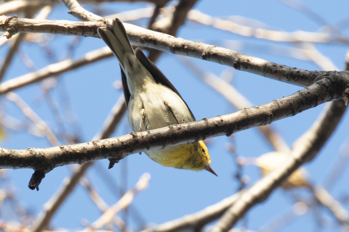 Townsend's Warbler - ML645748202