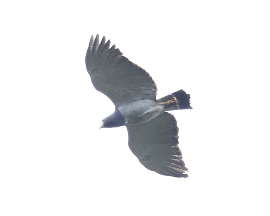 Barred Hawk - ML645748203