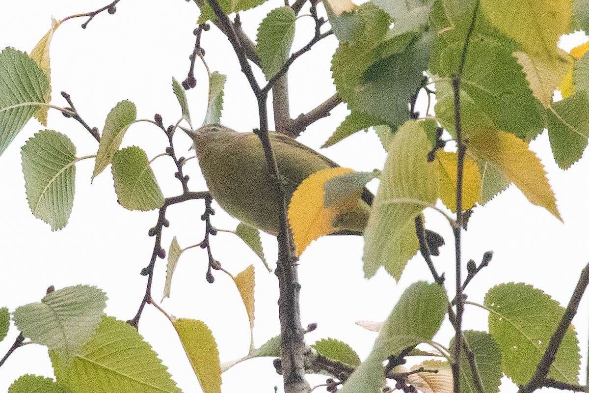 Orange-crowned Warbler - ML645748209