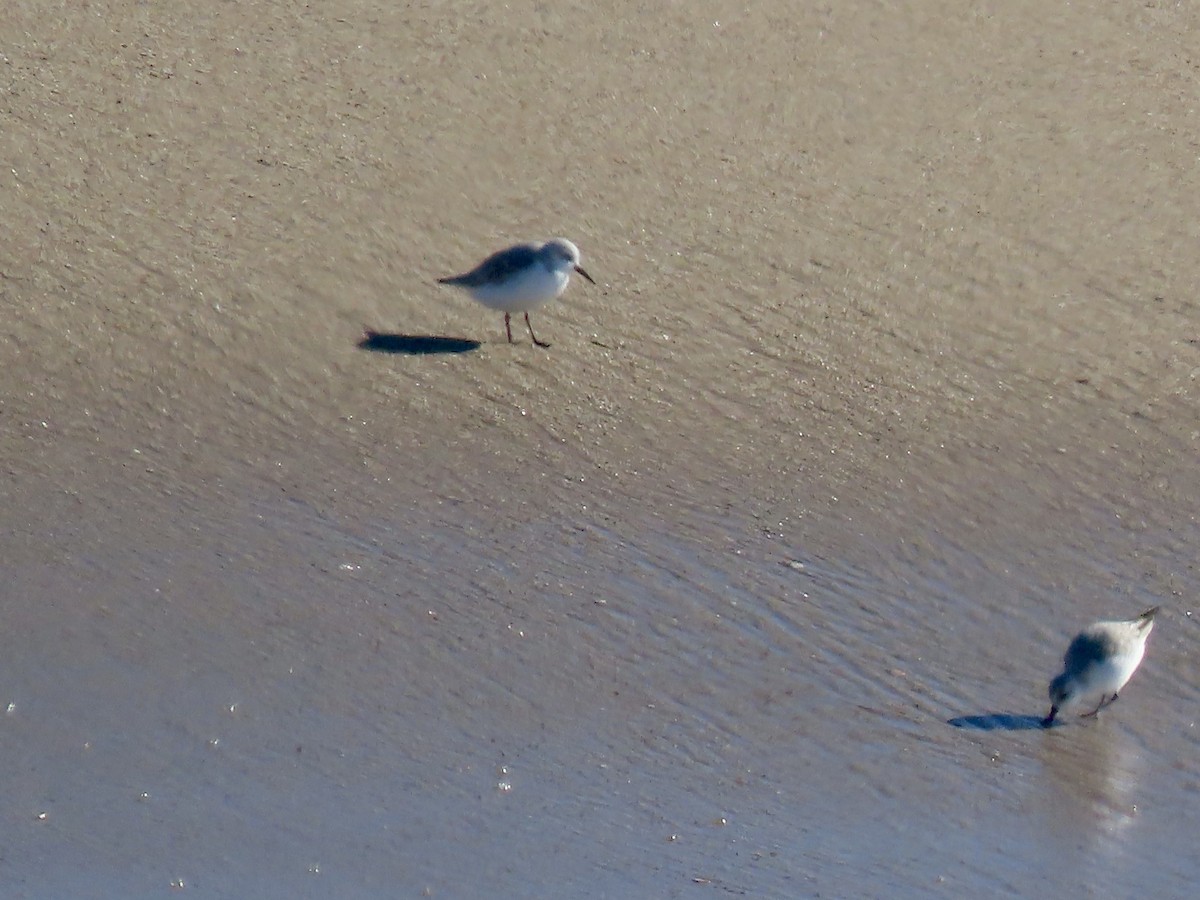 Песчанка - ML645748211