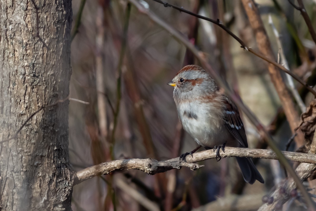 American Tree Sparrow - ML645748213