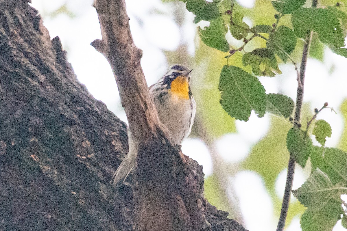 Yellow-throated Warbler - ML645748215