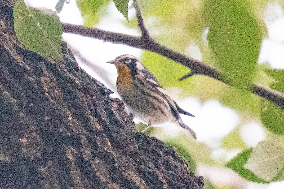 Yellow-throated Warbler - ML645748216