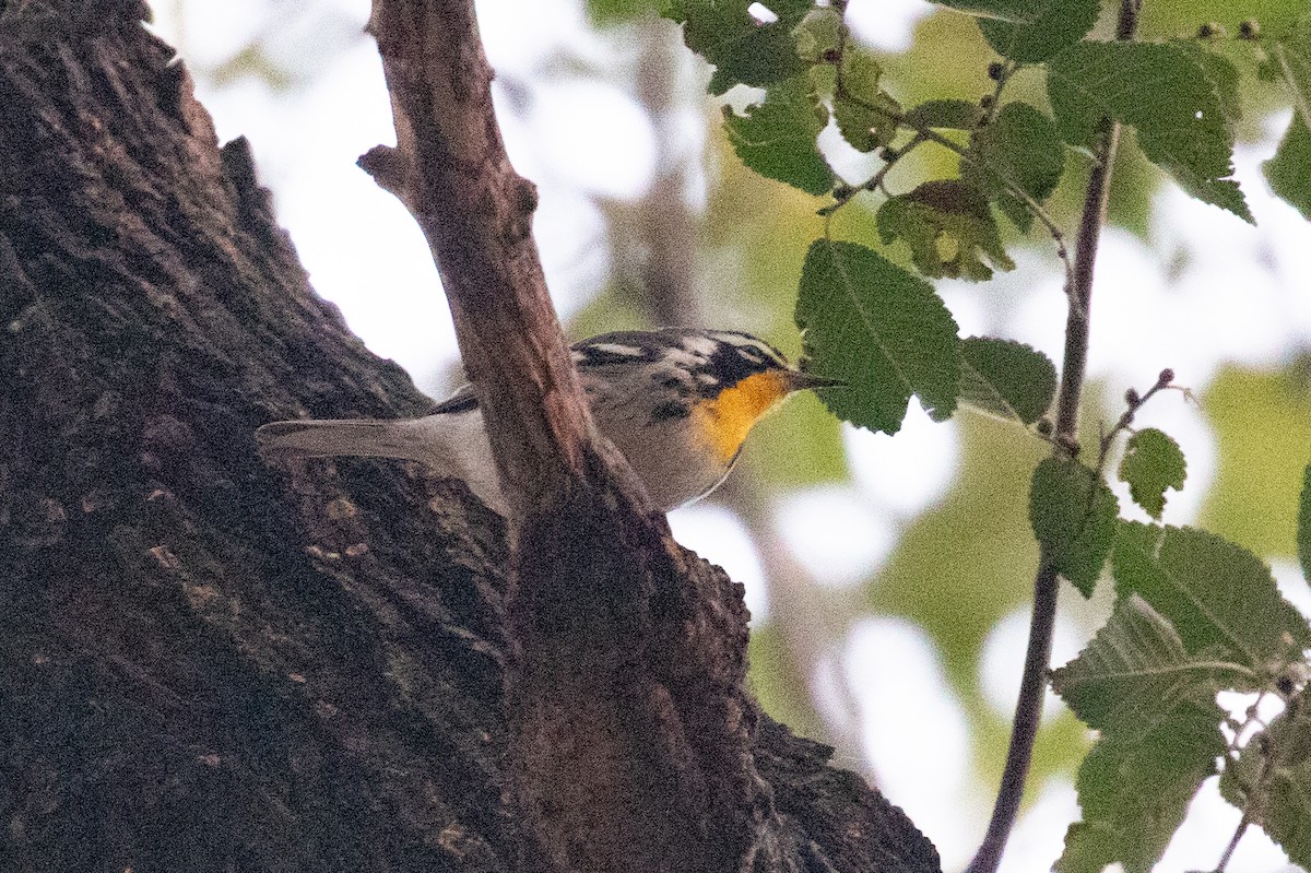 Yellow-throated Warbler - ML645748217