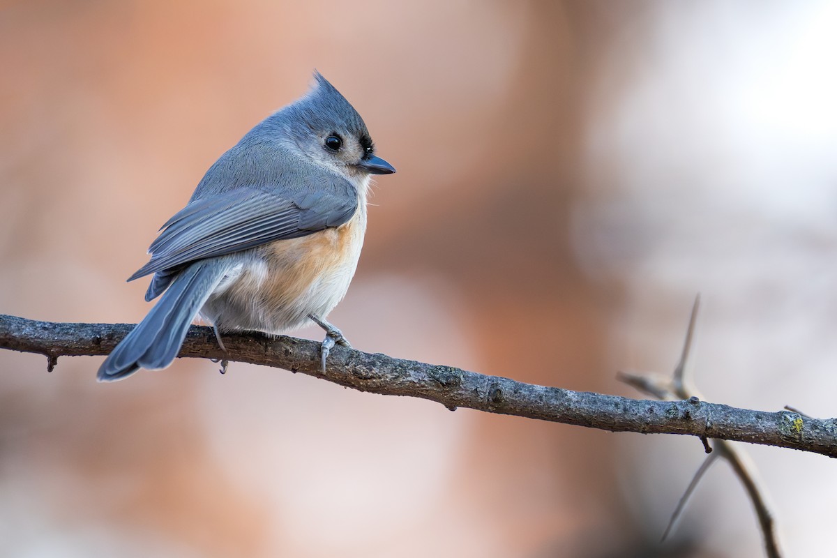 Tufted Titmouse - ML645748218