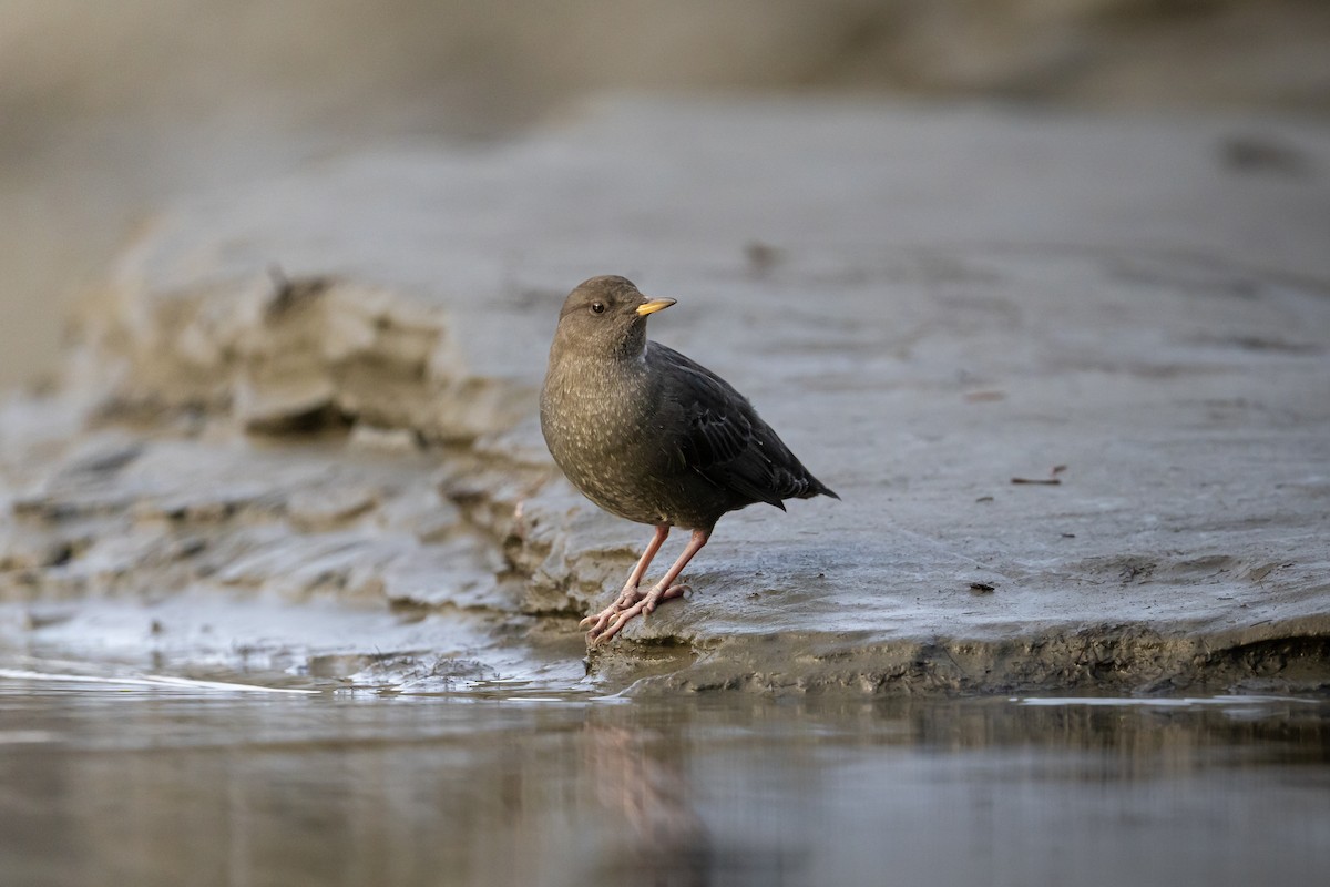 American Dipper - ML645748219