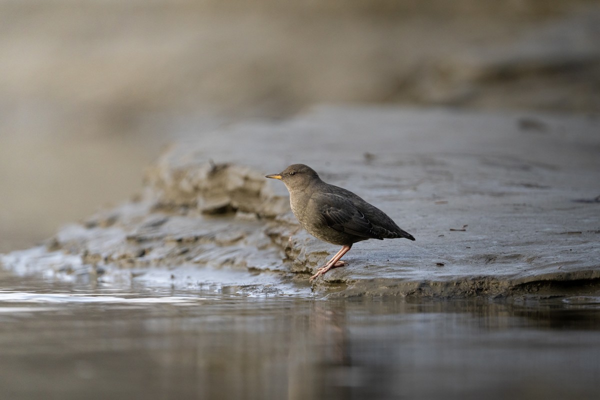 American Dipper - ML645748220