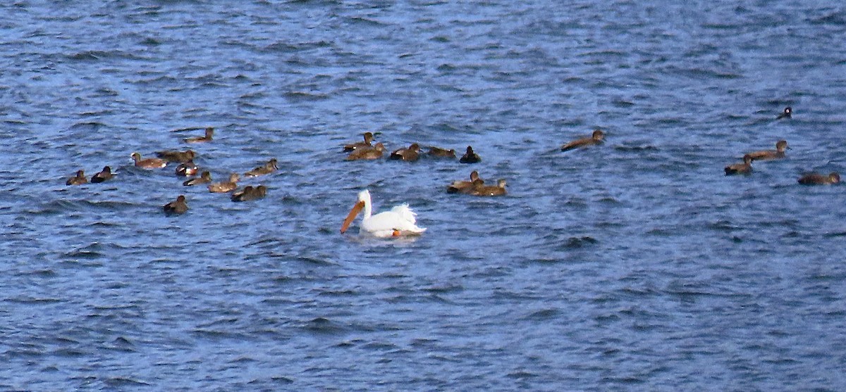 American White Pelican - ML645748221