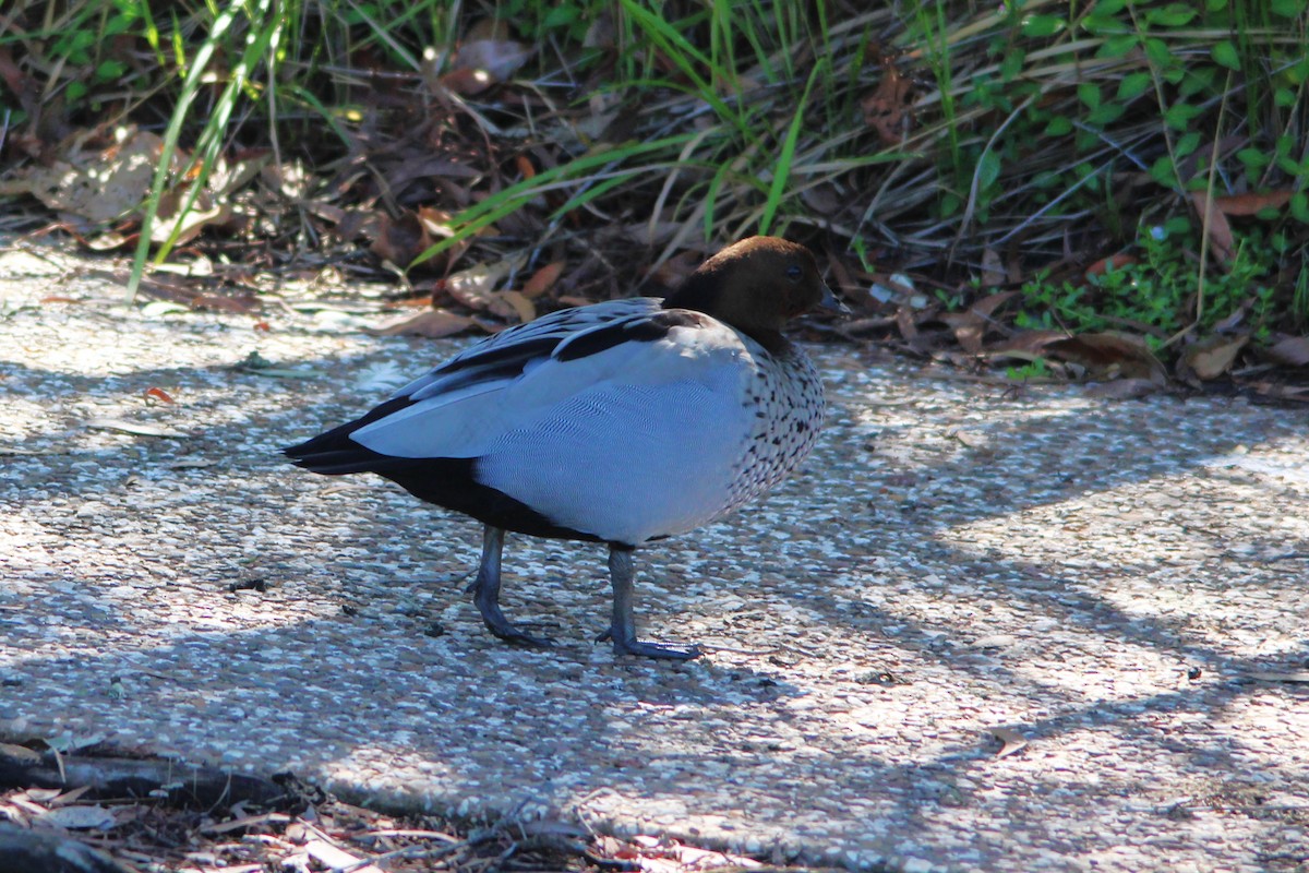 Maned Duck - ML645748227