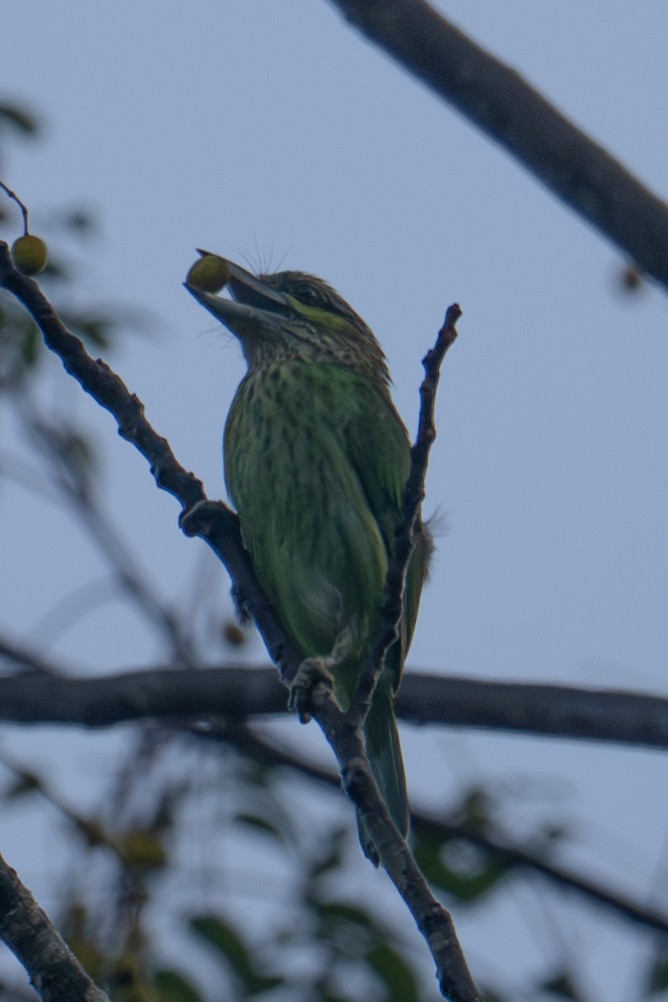 Green-eared Barbet - ML645748242