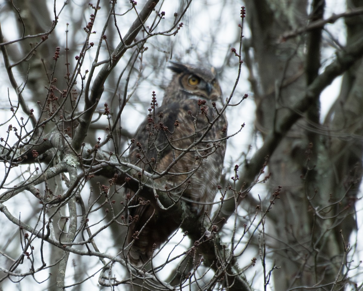 Great Horned Owl - ML645748243