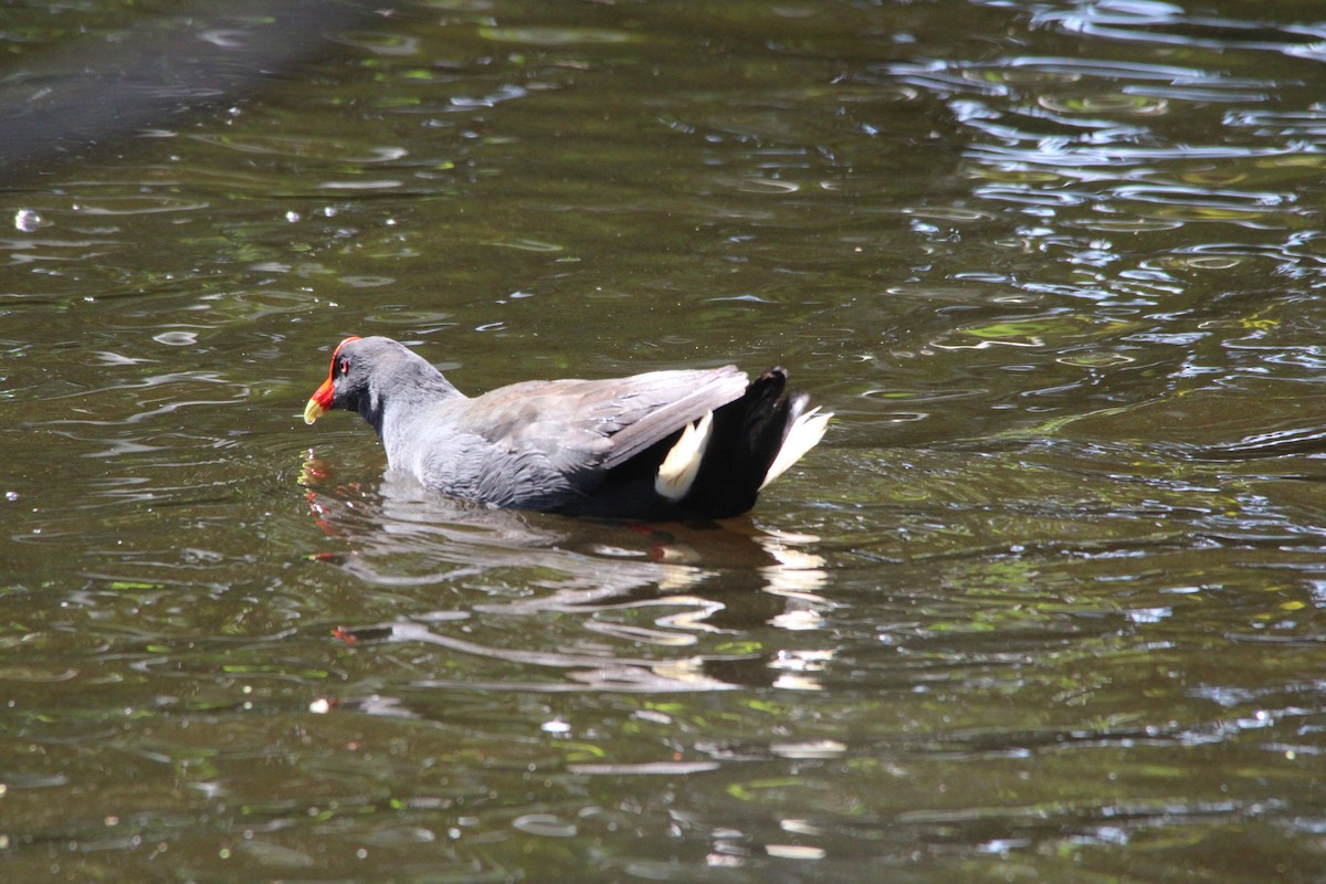 Dusky Moorhen - ML645748245