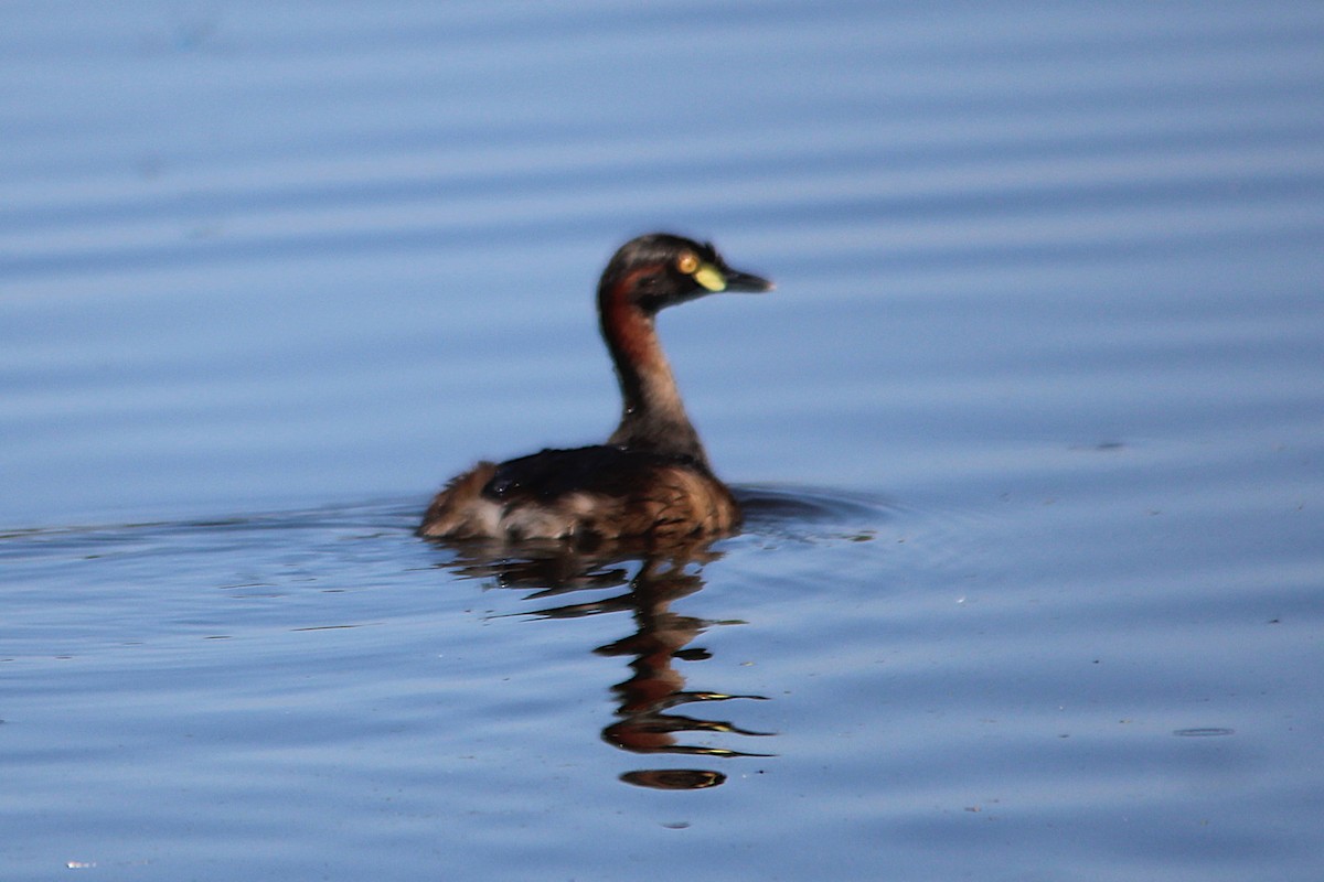 Australasian Grebe - ML645748251