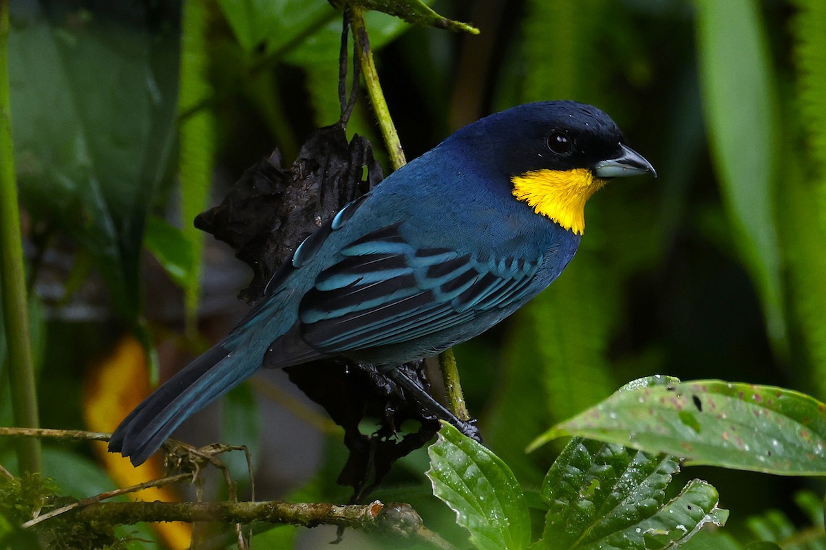 Purplish-mantled Tanager - ML645748254