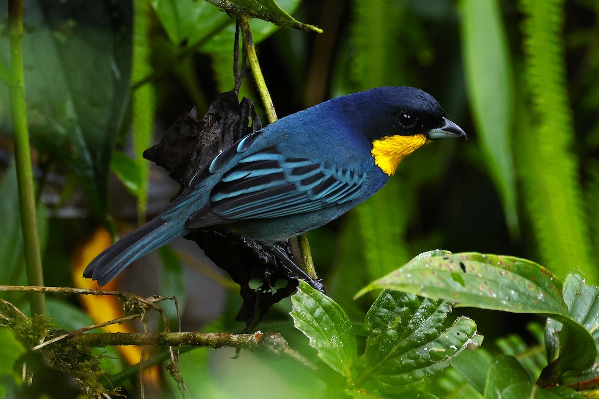 Purplish-mantled Tanager - ML645748255