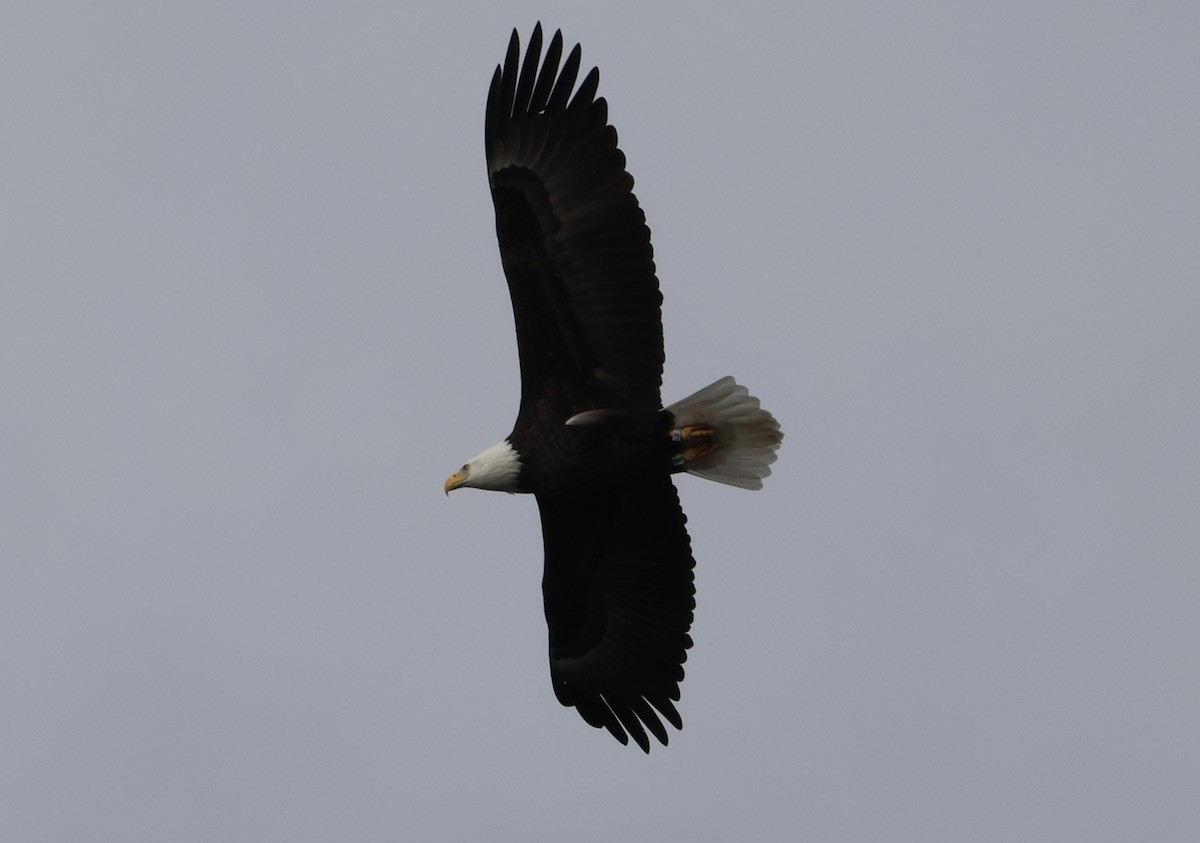 Bald Eagle - ML645748257