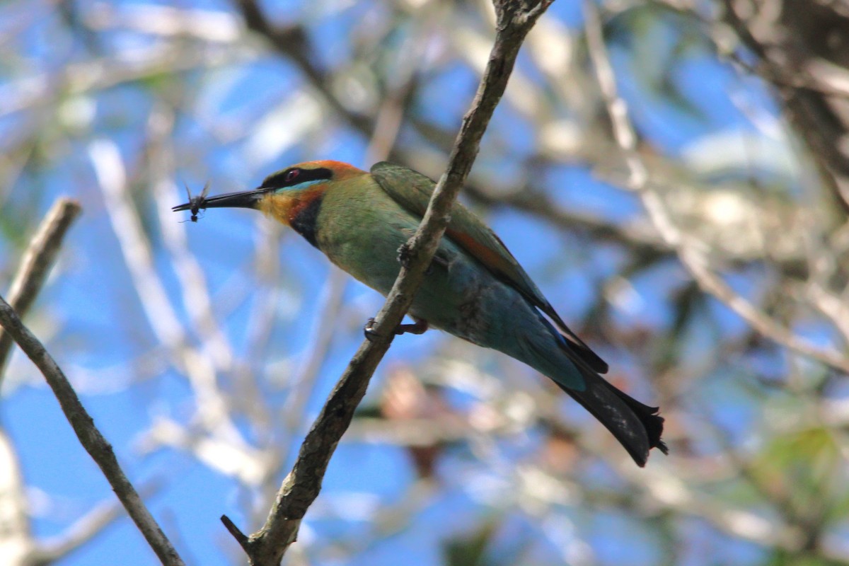 Rainbow Bee-eater - ML645748262