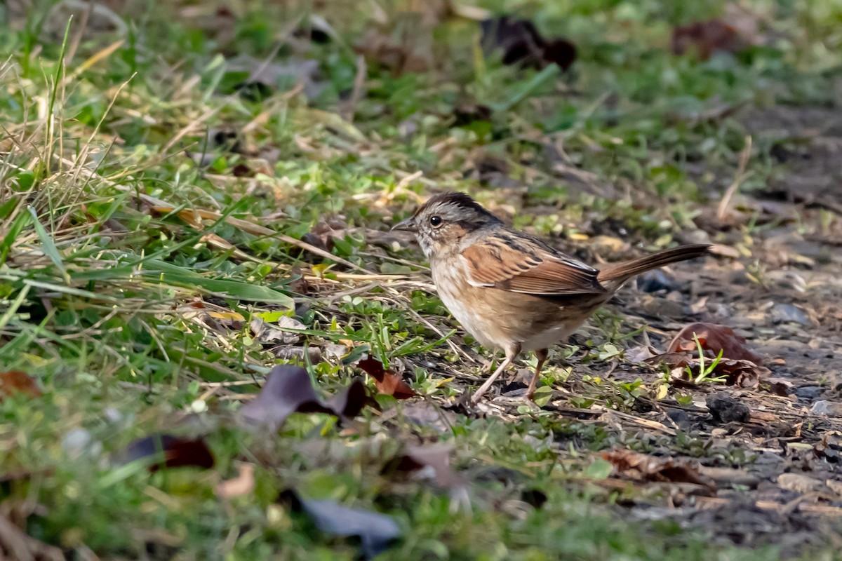 Swamp Sparrow - ML645748270