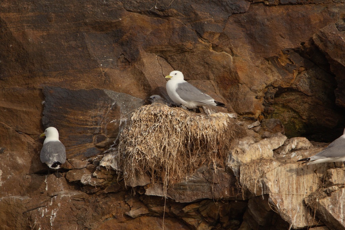 krykkje - ML645748273