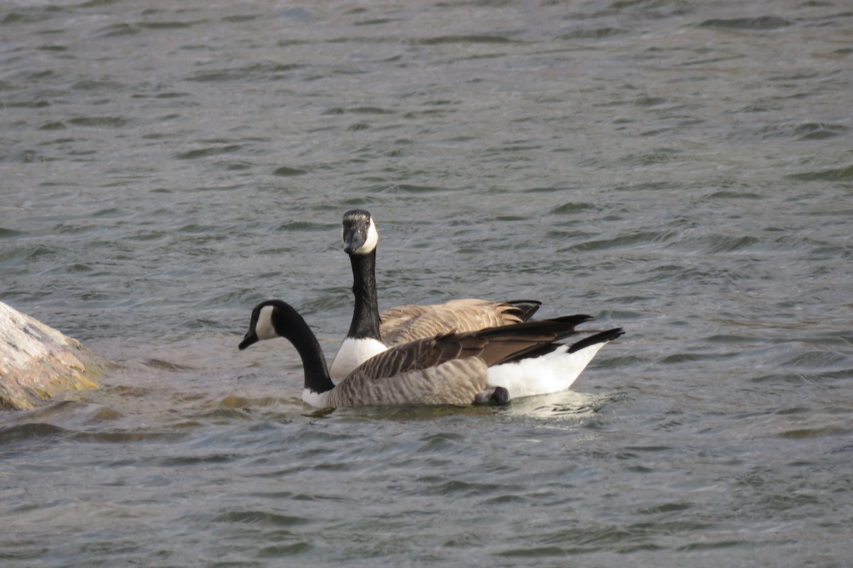 Canada Goose - ML645748274