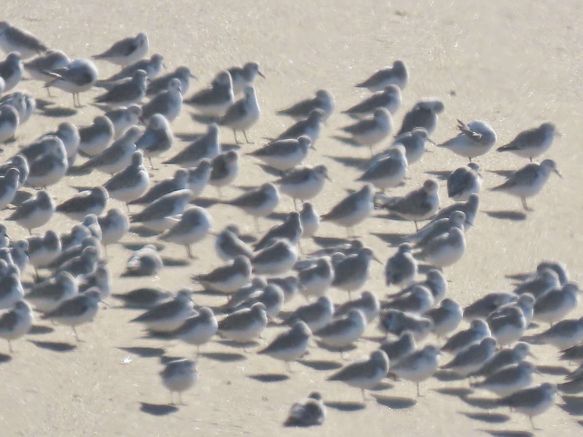 Песчанка - ML645748275