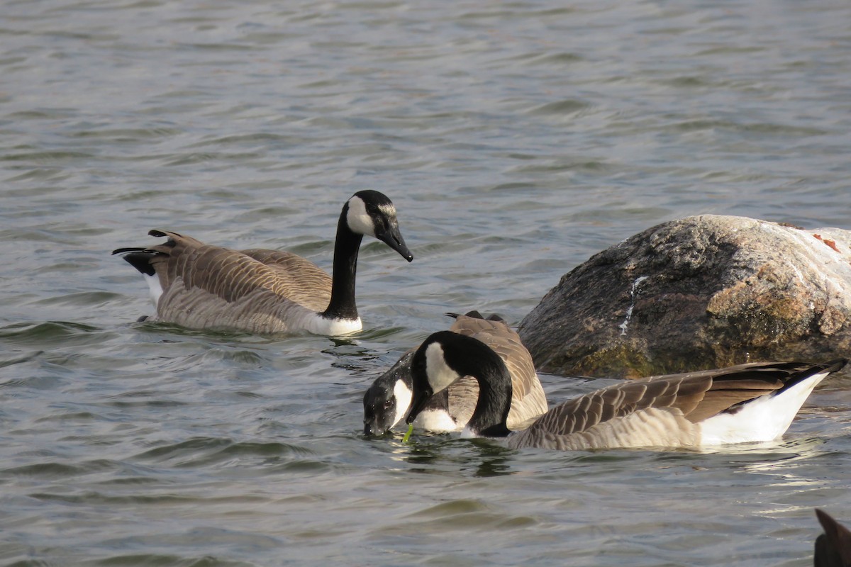Canada Goose - ML645748276