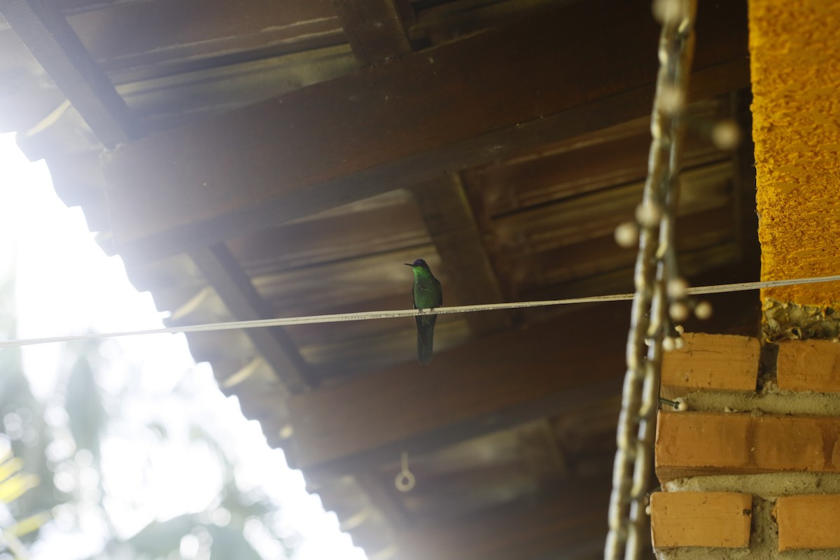 Violet-capped Woodnymph - ML645748279