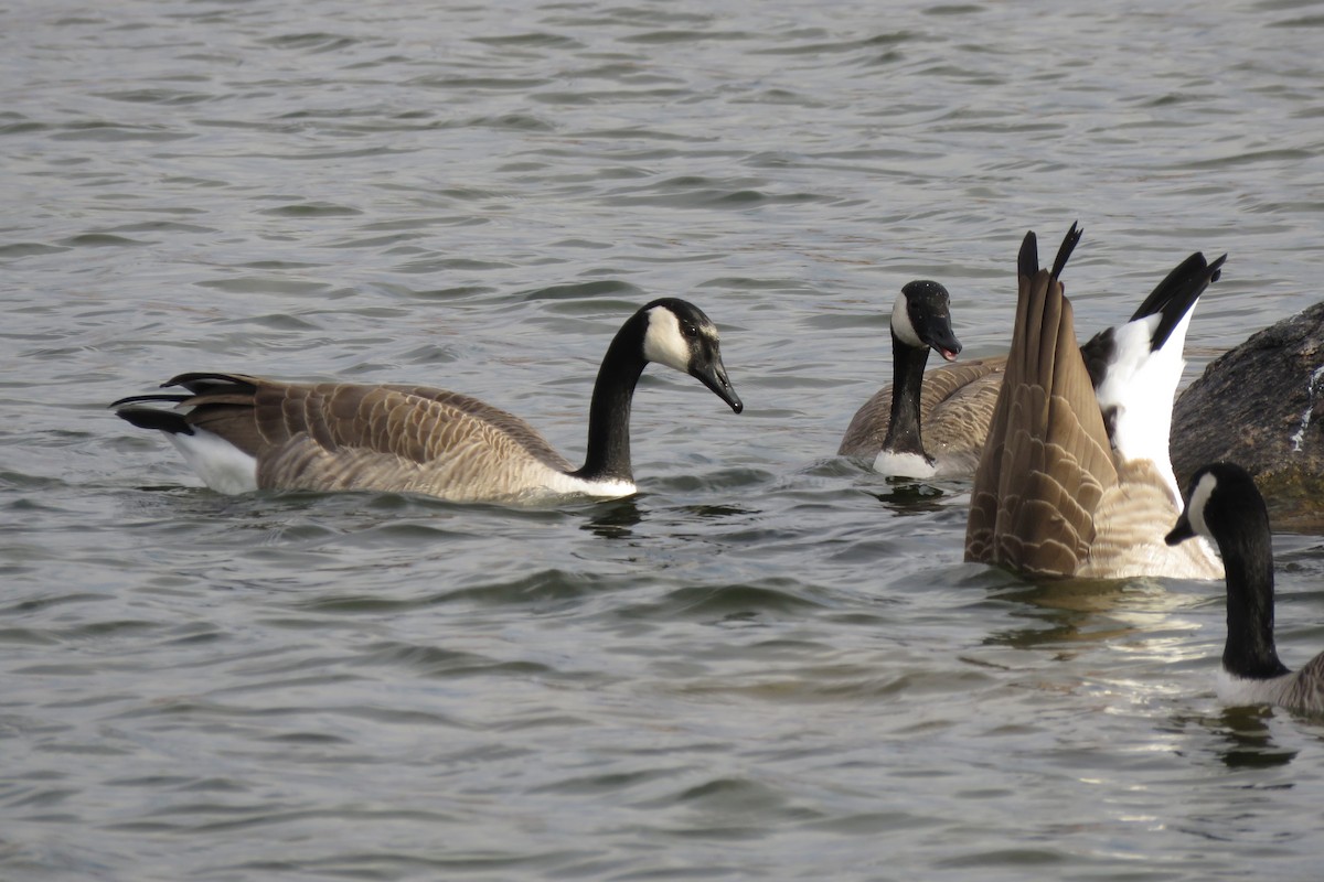 Canada Goose - ML645748280