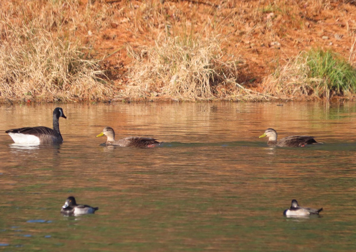 American Black Duck - ML645748282