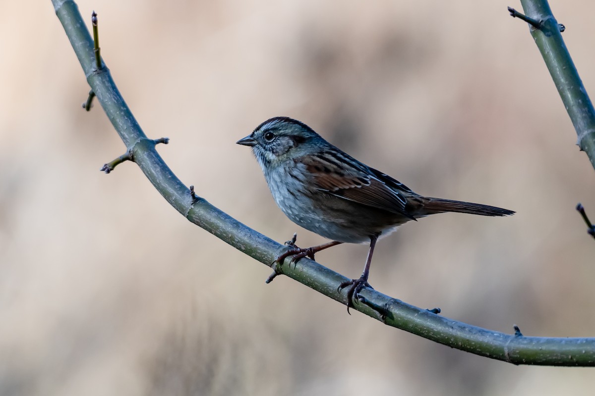 Swamp Sparrow - ML645748285