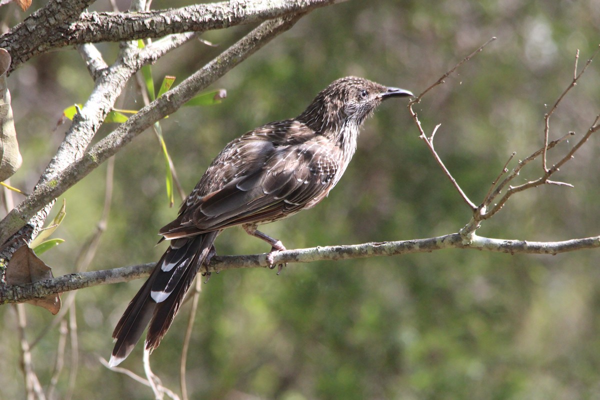 Little Wattlebird - ML645748295