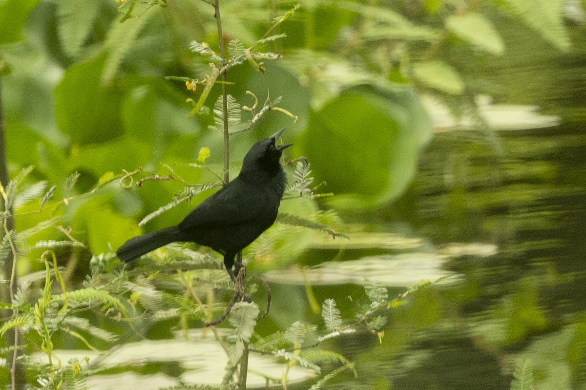 Scrub Blackbird - ML645748299