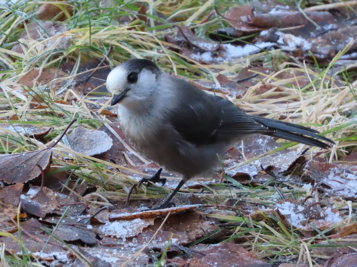 Canada Jay - ML645748308