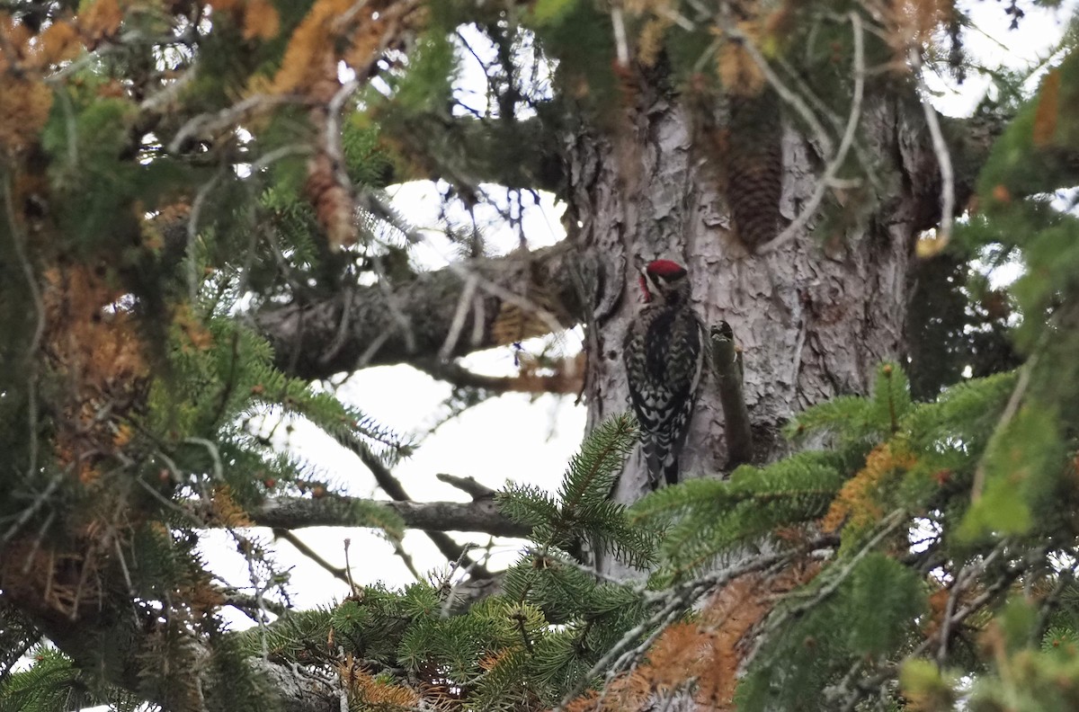Yellow-bellied Sapsucker - ML645748309