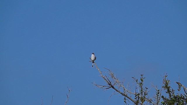Loggerhead Shrike - ML645748312