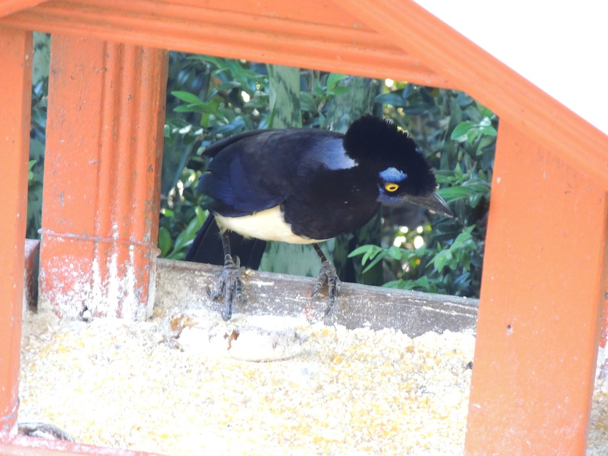 Plush-crested Jay - ML645748322