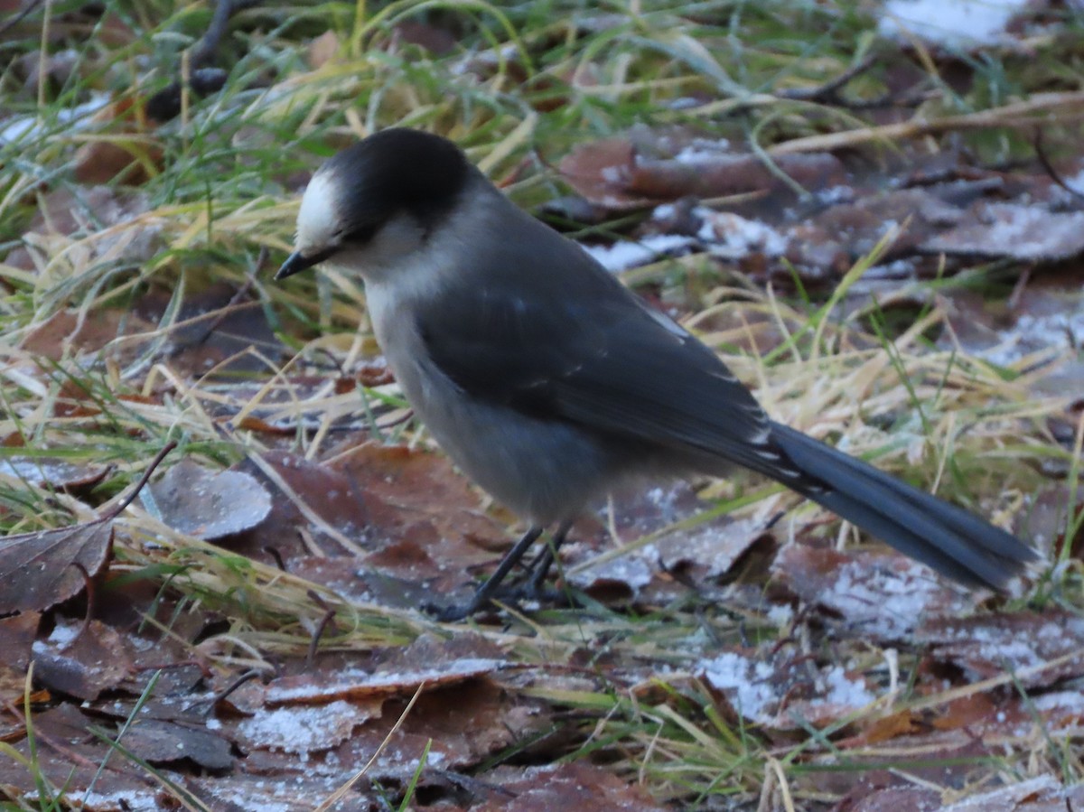 Canada Jay - ML645748323