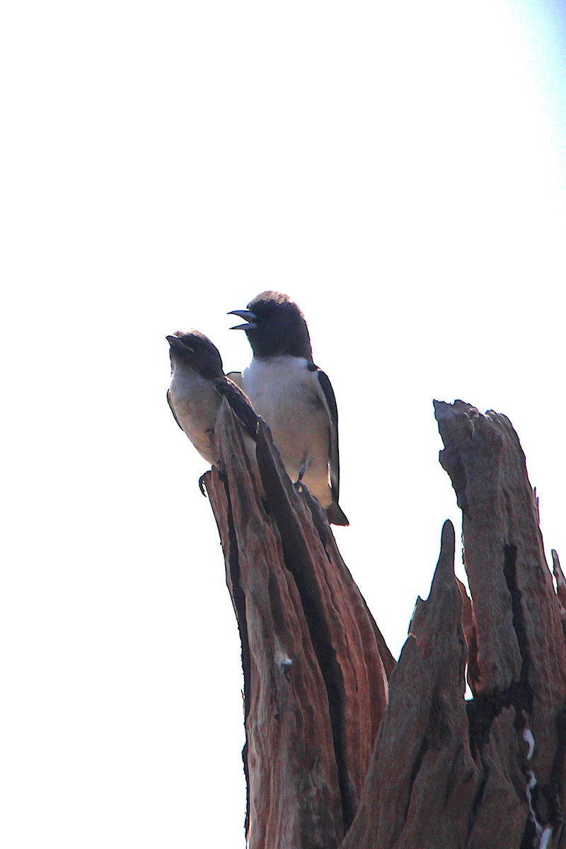 White-breasted Woodswallow - ML645748327