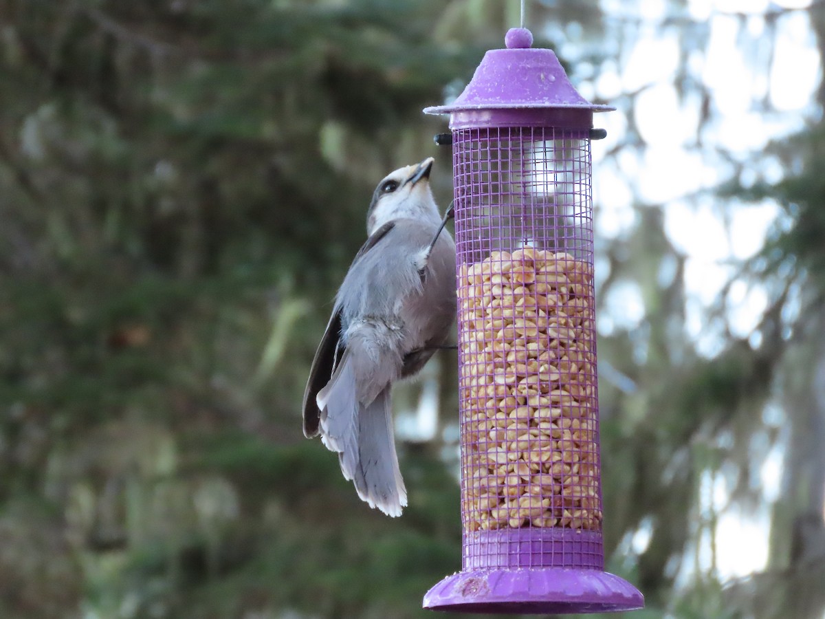 Canada Jay - ML645748331