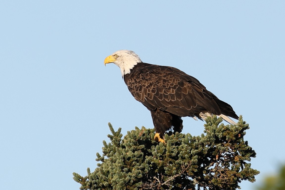 Bald Eagle - ML645748332