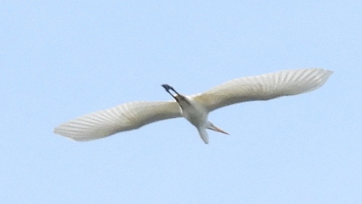 Great Egret - ML645748335