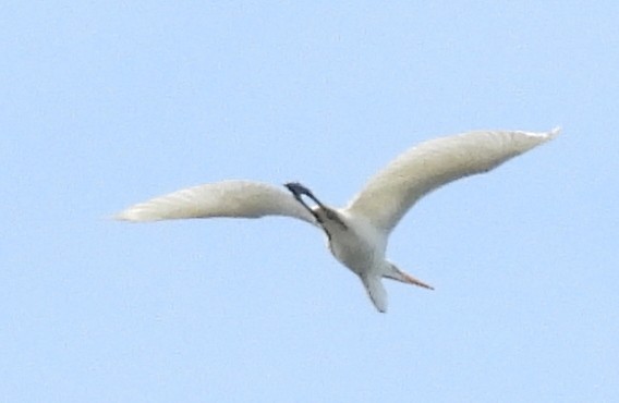 Great Egret - ML645748336