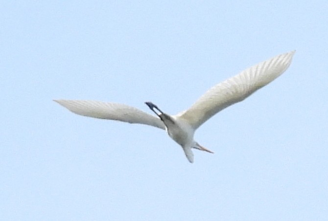 Great Egret - ML645748337