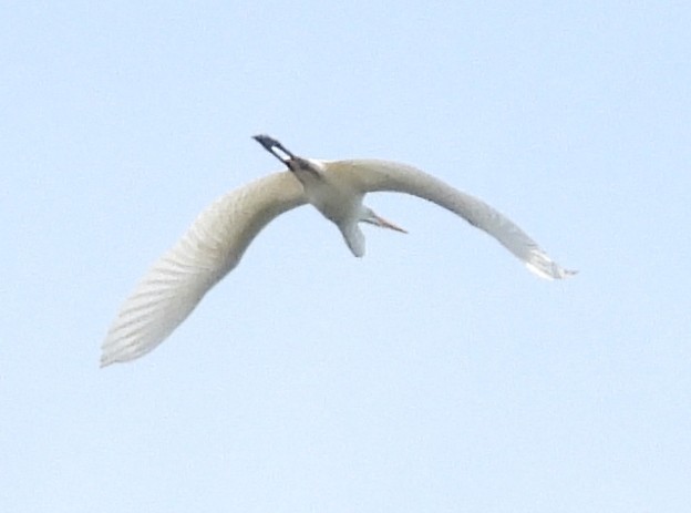 Great Egret - ML645748338