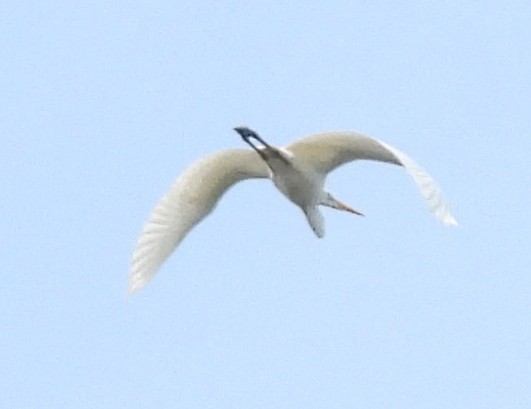 Great Egret - ML645748339