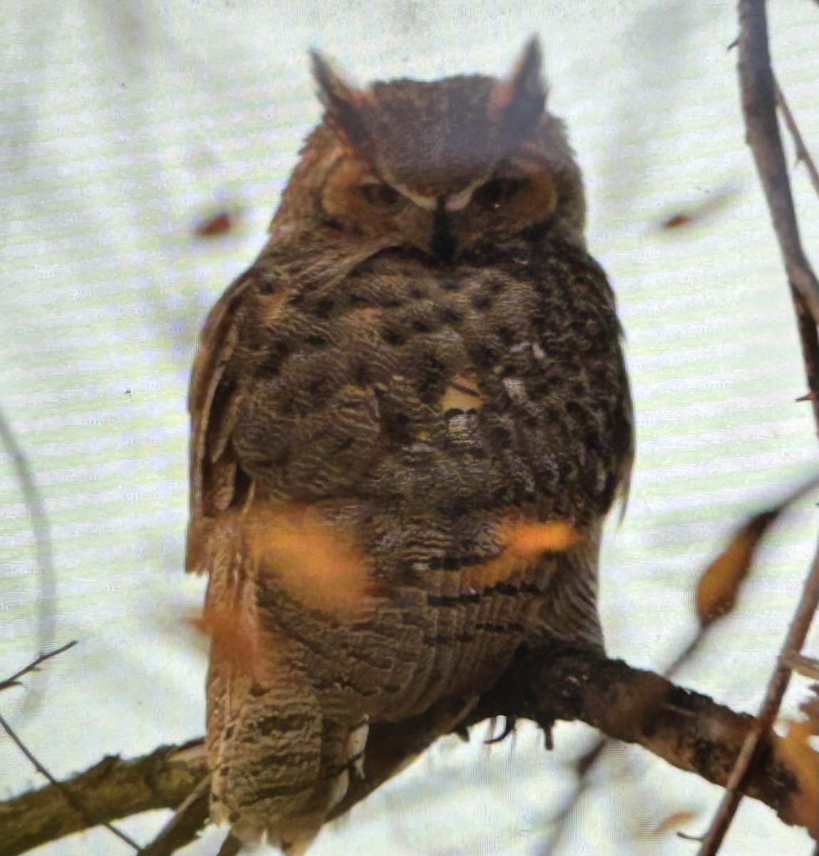Great Horned Owl - ML645748346
