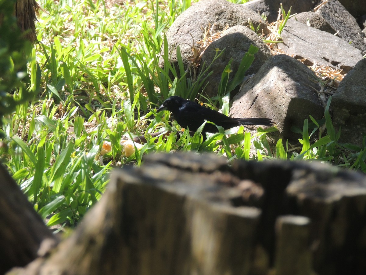 Ruby-crowned Tanager - ML645748347