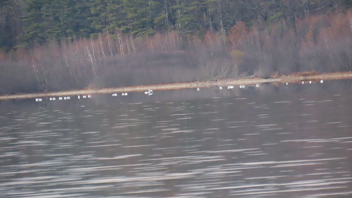 gull sp. - ML645748355